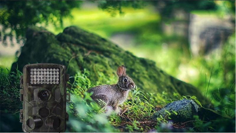 Wild Hunting Trail Camera Outdoor Wildlife Camera